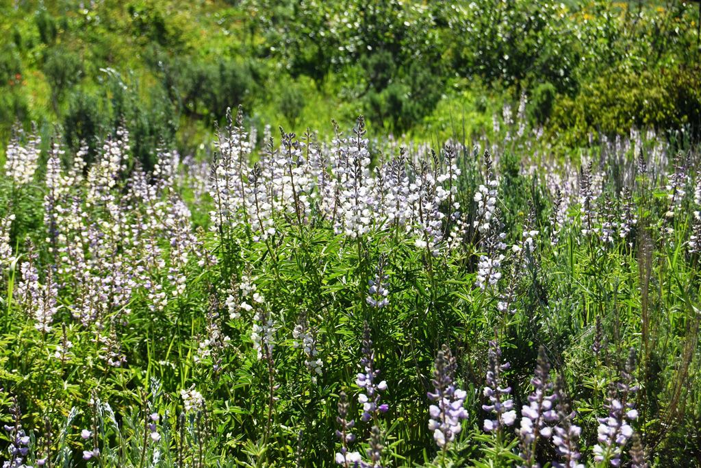 South Hills Flowers